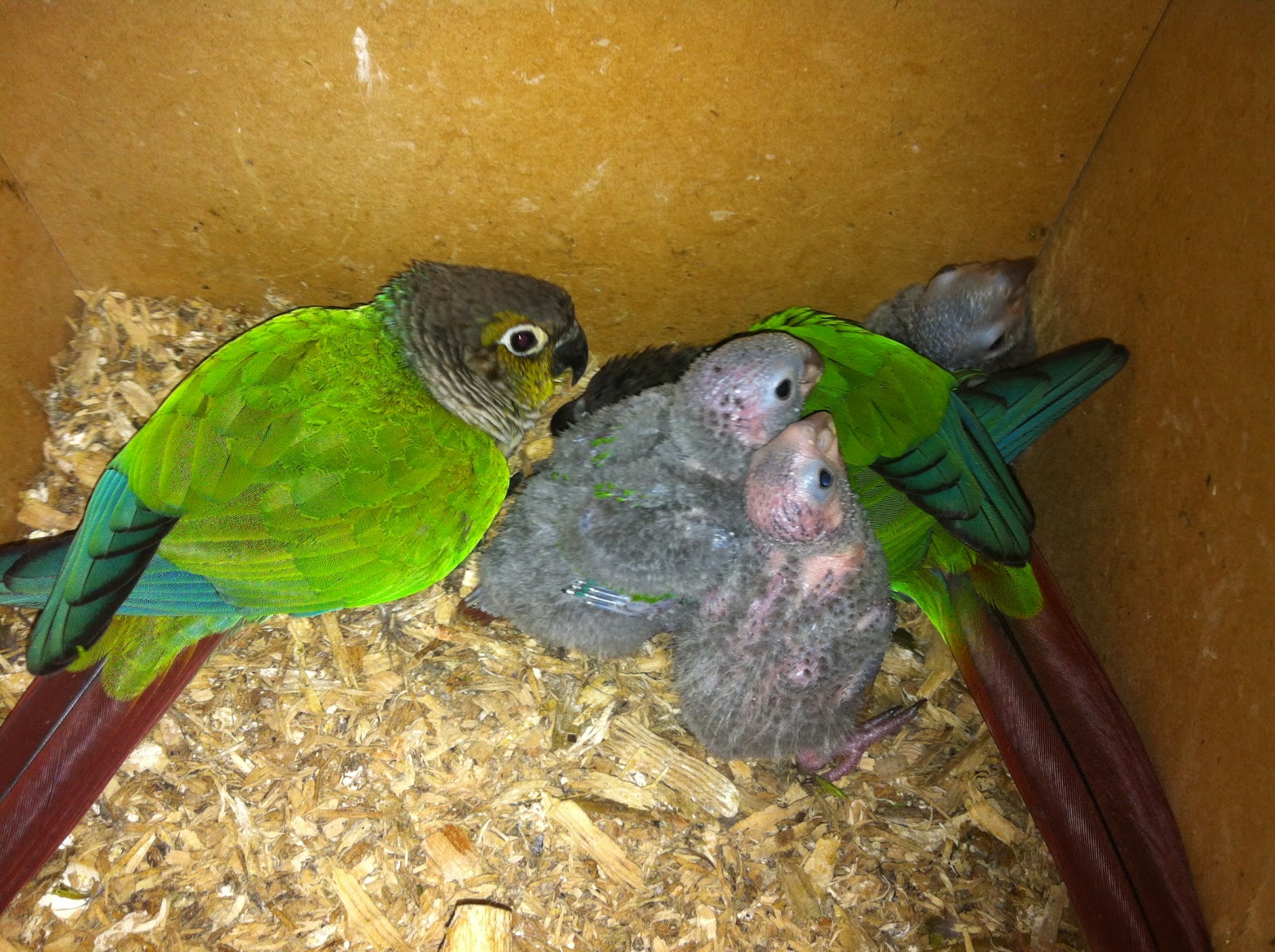 Parrot Breeding: Conure Family